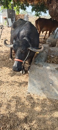 ભેસ વેચવા ની છે