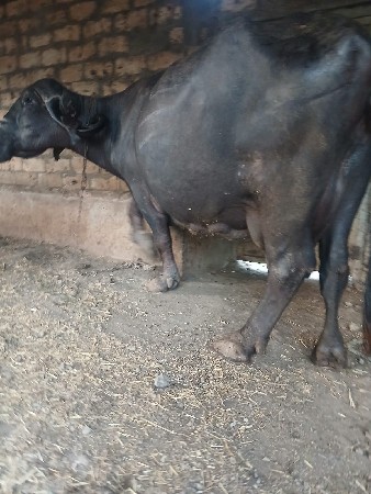 આભેશવેશવાનિછે