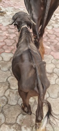 પાડો વેસવાનો છે