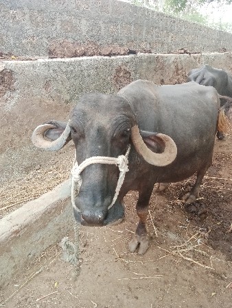 ભેંસ વેચવાની છે
