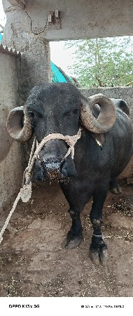 કીમત140000એકલાચાલીચહજાર