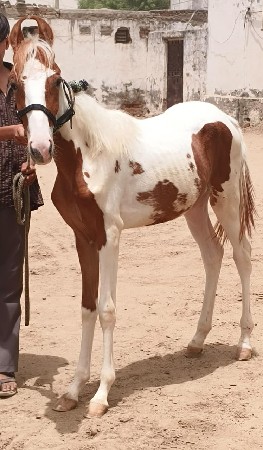6 મહિના દોડી મોં 7567961307રૂ90હઝાર