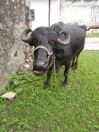 3 વેતર વિયાસે સારા વેલાની ભેંસ