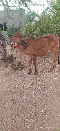 ગીર હોડકી