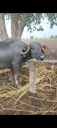 ભેંશ