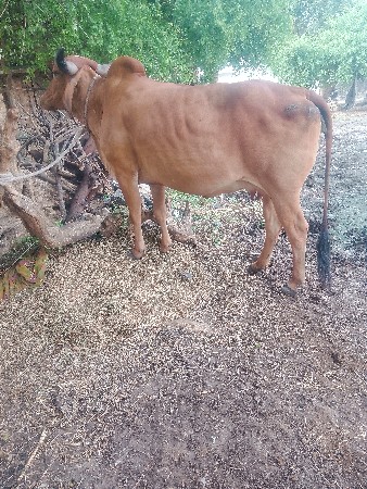 ગાયવેશવાનીછે