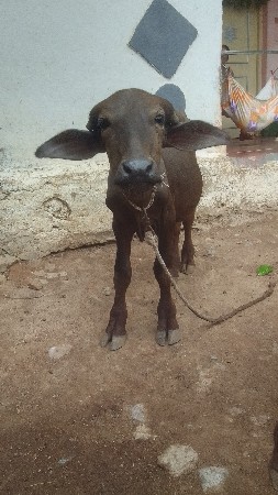 એક પાડો અને એક પાડી વેચવાના