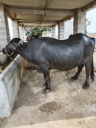ભેંસ વેચવાની છે
