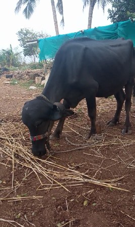 ખડેલુ વેસવાનુ છે