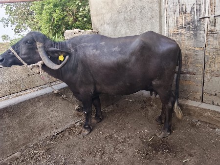 ભેંસ વેચવાની છે