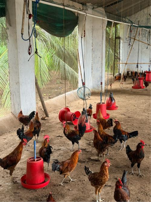 દેસી મરઘાં