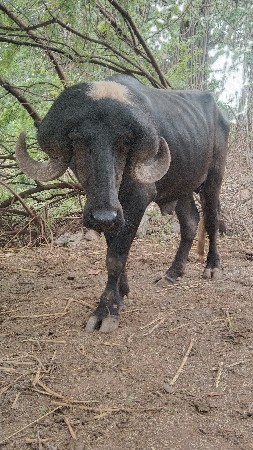 પાડો વેચવાનો છે