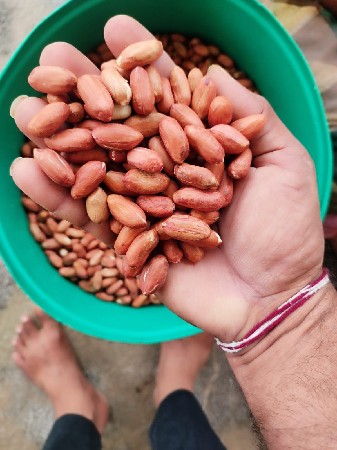 39નંબર બિયારણ વેચવાનું છે