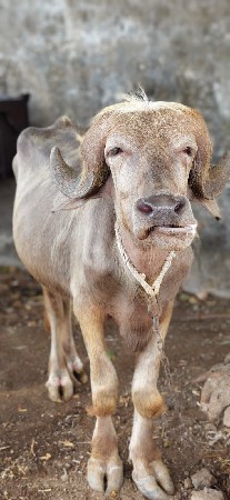 ખડેલી વેચવાની છે