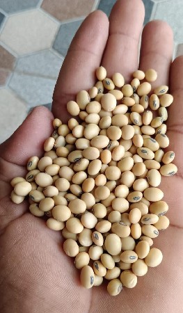 સોયાબીન બિયારણ વેચવાનું છે