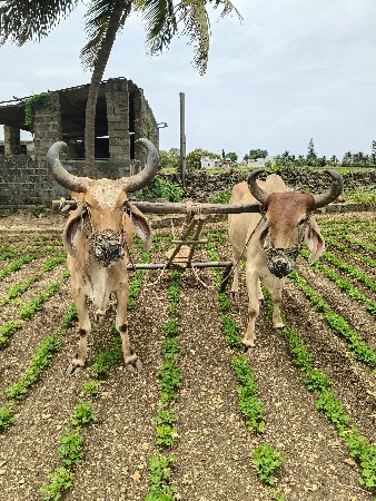 બળદ વેચવાના છે