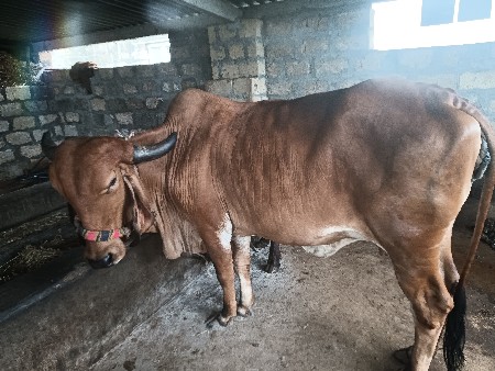 ગાય
