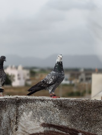 મારવાડી જોડ વેચવાની છે