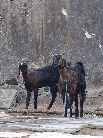 2 bakri yo vechvani se