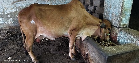 અખંડ હોળકી વેશવાની છે