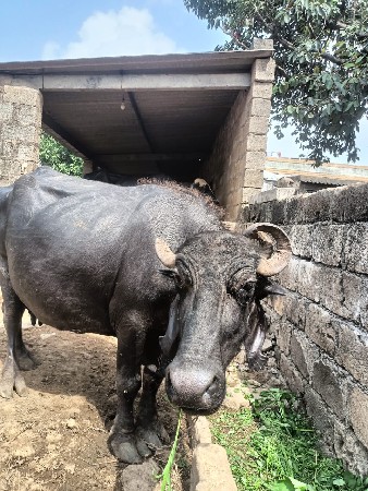 કચ્છી ભેંસ વેચવાની સે