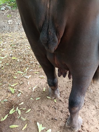 ભેંસ વેચવાની છે
