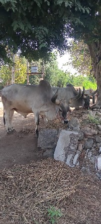 બળદ વેચવા ના છે
