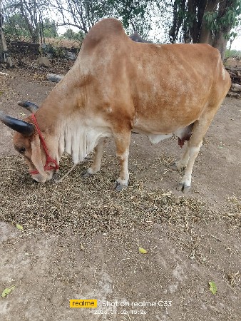 ગાય વેંચવા ની છે