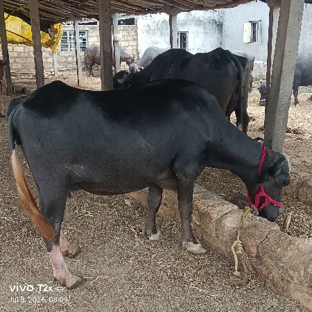 ભેંસ