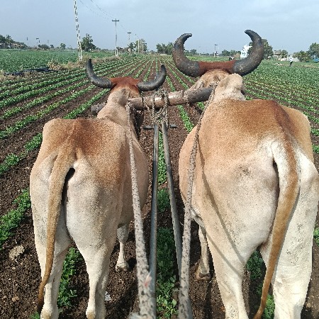 ગોઢલા