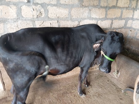 ખડેલી વોડકુ