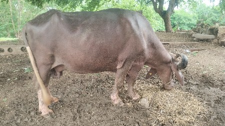 ભેંસ વેચવાની છે
