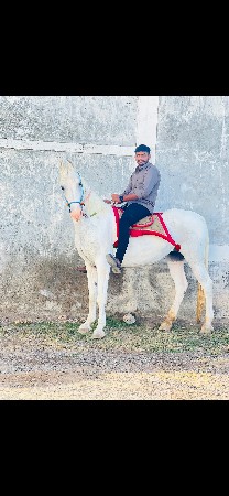 આ ઘોડી વેચવાની છે.