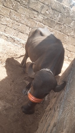 વેસવાની