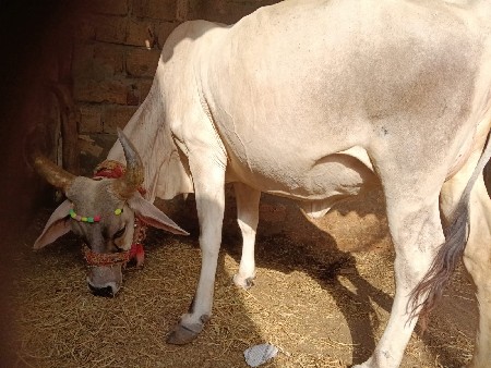 ગાય