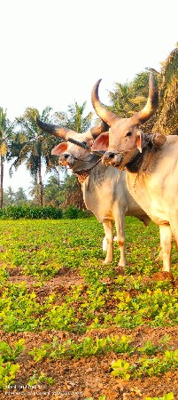 ગોઢલા સાલુ