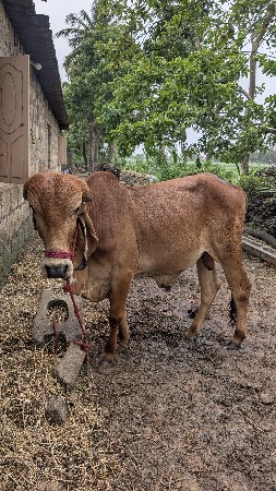 ગીર ખૂંટ