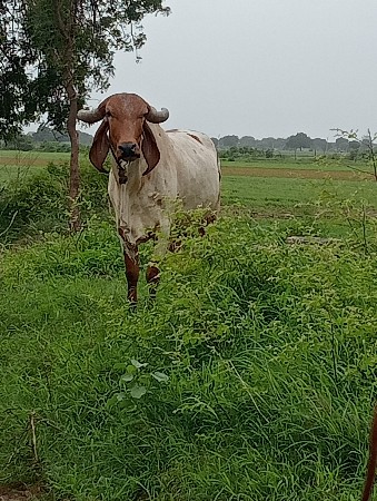ગાય