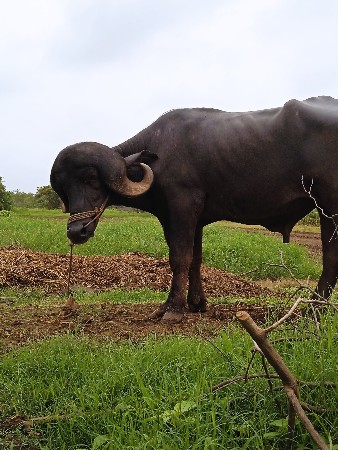 બેદાતે પાડો વેસવાનોસ