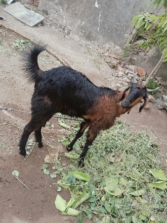 2બકરિ વેચવાનિસે