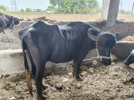 vechavani