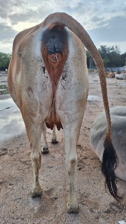 ગાય વેચવાની છે.