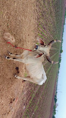 ગોઢલો