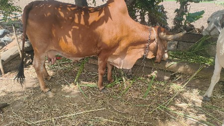 ગાયને ત્રીજું વેતર છે. 9909184156