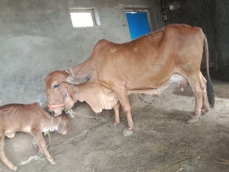 ગીર.ગાય