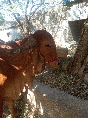 ગાય વેચવાની છે
