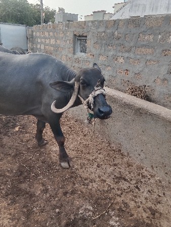 ભેસવેચવાનિછે