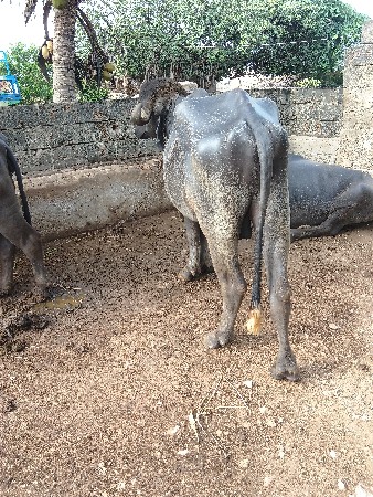 પાડો વેચવાનો છે