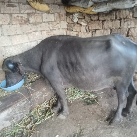 ભેંસ વેચવાની છે