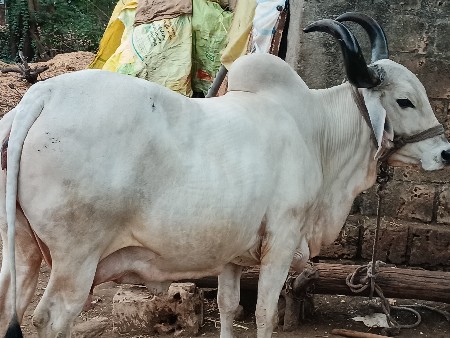 ગાય વેચવાની છે